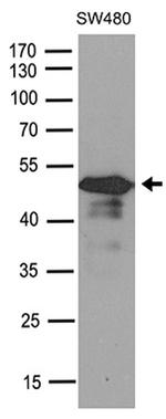 SMAD7 Antibody in Western Blot (WB)