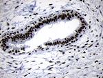 SMC1A Antibody in Immunohistochemistry (Paraffin) (IHC (P))