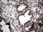SMC1A Antibody in Immunohistochemistry (Paraffin) (IHC (P))