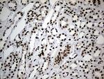 SMC1A Antibody in Immunohistochemistry (Paraffin) (IHC (P))