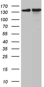 SMC1A Antibody in Western Blot (WB)