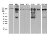 SMC1A Antibody in Western Blot (WB)