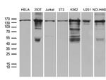 SMC1A Antibody in Western Blot (WB)