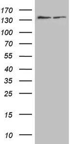 SMC1A Antibody in Western Blot (WB)