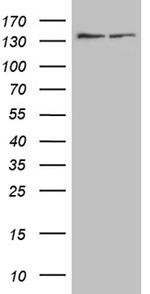 SMC1A Antibody in Western Blot (WB)