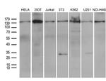 SMC1A Antibody in Western Blot (WB)