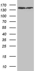 SMC1A Antibody in Western Blot (WB)