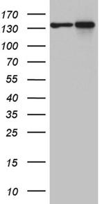 SMC1A Antibody in Western Blot (WB)