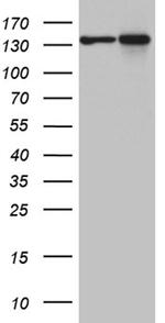 SMC1A Antibody in Western Blot (WB)