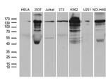 SMC1A Antibody in Western Blot (WB)