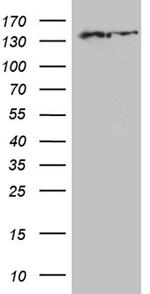 SMC1A Antibody in Western Blot (WB)