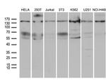 SMC1A Antibody in Western Blot (WB)