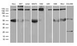SMC1A Antibody in Western Blot (WB)
