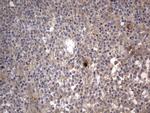 SMPD1 Antibody in Immunohistochemistry (Paraffin) (IHC (P))