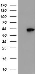 SMS Antibody in Western Blot (WB)