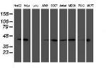 SMS Antibody in Western Blot (WB)