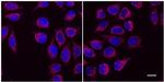 Mouse IgG1 VHH Secondary Antibody in Immunocytochemistry (ICC/IF)