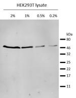 Mouse IgG2b VHH Secondary Antibody in Western Blot (WB)