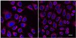 Mouse IgG3 VHH Secondary Antibody in Immunocytochemistry (ICC/IF)