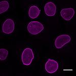 Mouse IgG3 VHH Secondary Antibody in Immunocytochemistry (ICC/IF)