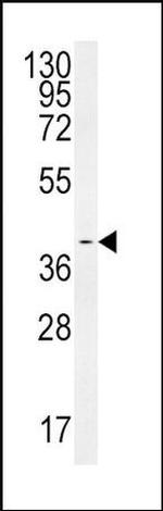 SMS Antibody in Western Blot (WB)