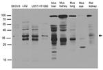SMUG1 Antibody in Western Blot (WB)