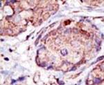 SMURF2 Antibody in Immunohistochemistry (IHC)