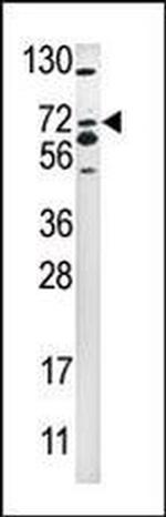 SMURF2 Antibody in Western Blot (WB)