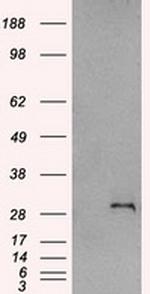 SNAI1 Antibody in Western Blot (WB)