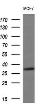 SNAI2 Antibody in Western Blot (WB)