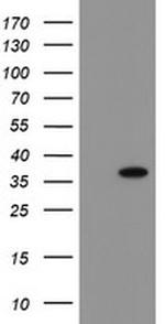 SNAI2 Antibody in Western Blot (WB)