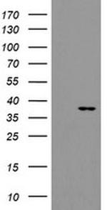 SNAI2 Antibody in Western Blot (WB)