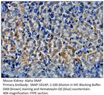 Alpha SNAP Polyclonal Antibody
