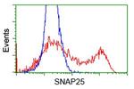 SNAP25 Antibody in Flow Cytometry (Flow)