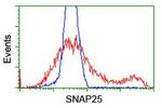 SNAP25 Antibody in Flow Cytometry (Flow)