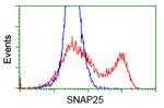 SNAP25 Antibody in Flow Cytometry (Flow)