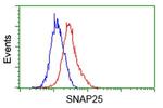 SNAP25 Antibody in Flow Cytometry (Flow)