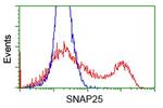 SNAP25 Antibody in Flow Cytometry (Flow)