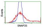 SNAP25 Antibody in Flow Cytometry (Flow)