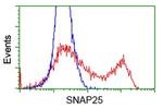 SNAP25 Antibody in Flow Cytometry (Flow)