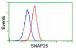 SNAP25 Antibody in Flow Cytometry (Flow)