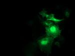 SNAP25 Antibody in Immunocytochemistry (ICC/IF)
