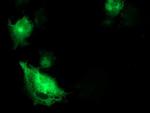 SNAP25 Antibody in Immunocytochemistry (ICC/IF)