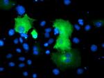 SNAP25 Antibody in Immunocytochemistry (ICC/IF)