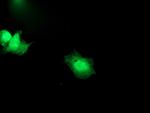 SNAP25 Antibody in Immunocytochemistry (ICC/IF)