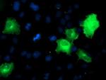 SNAP25 Antibody in Immunocytochemistry (ICC/IF)