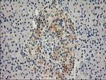 SNAP25 Antibody in Immunohistochemistry (Paraffin) (IHC (P))
