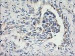 SNAP25 Antibody in Immunohistochemistry (Paraffin) (IHC (P))
