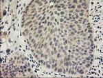 SNAP25 Antibody in Immunohistochemistry (Paraffin) (IHC (P))