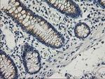 SNAP25 Antibody in Immunohistochemistry (Paraffin) (IHC (P))